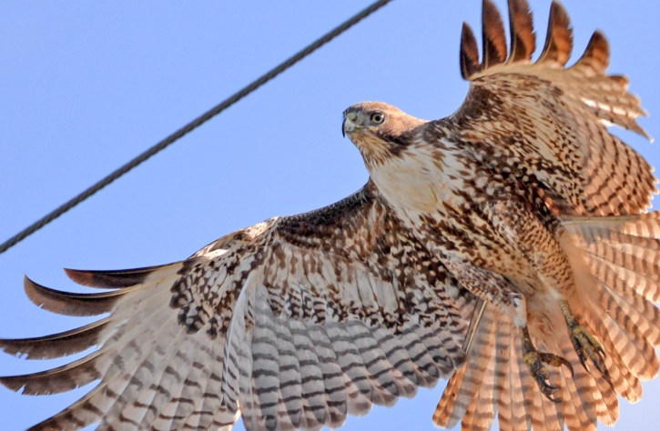 how rare is a red-tailed hawk