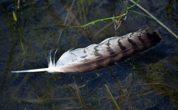 red-tailed hawk feather identification red-tailed hawk feather identification