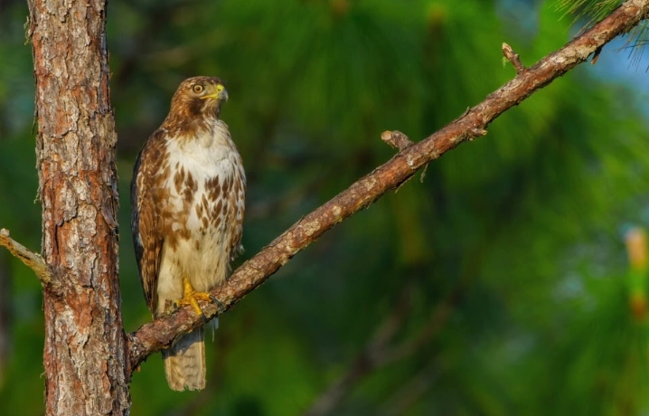 red tailed hawk call red tailed hawk call