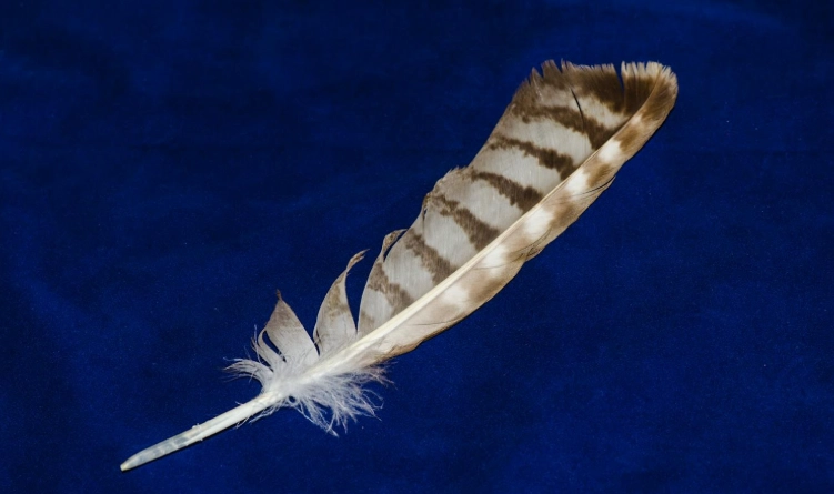 hawk feather meaning hawk feather meaning