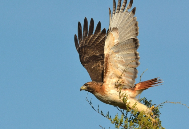 see a red-tailed hawk