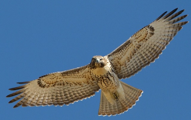 hawk feather meaning hawk feather meaning