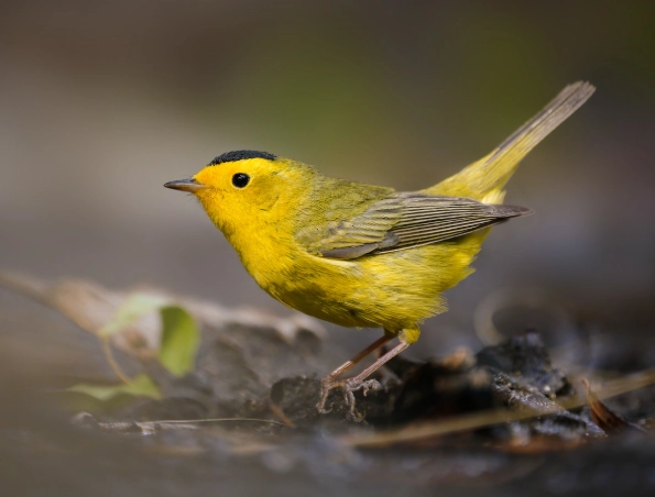 Wilson's warbler identification Wilson's warbler identification