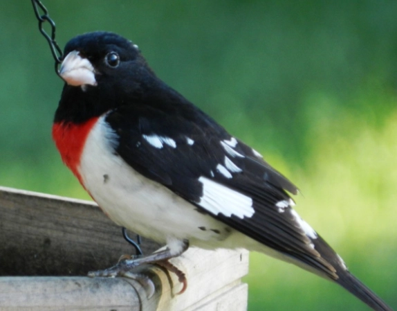rose breasted grosbeak song