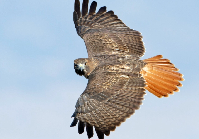 red tailed hawk sound red tailed hawk sound