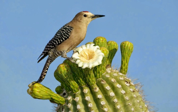 cactus wren nest