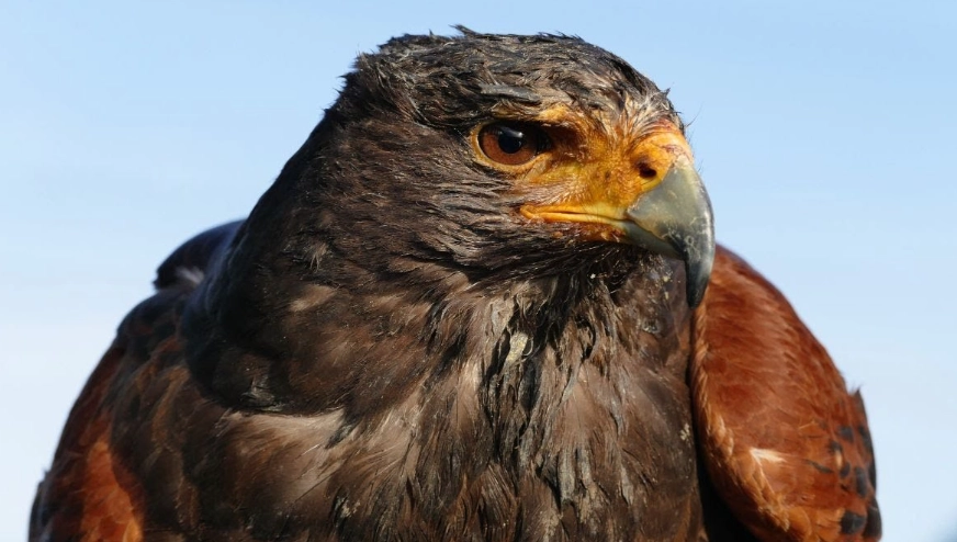 red tailed hawk call red tailed hawk call