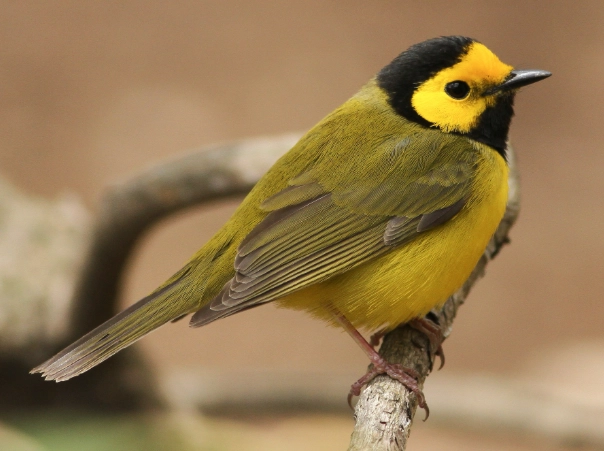 hooded warbler identification