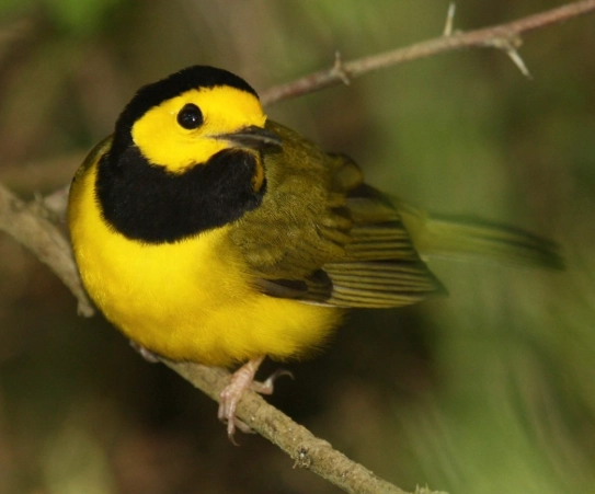 hooded warbler range map