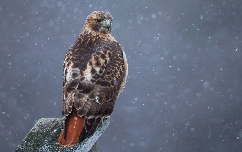 see a red-tailed hawk