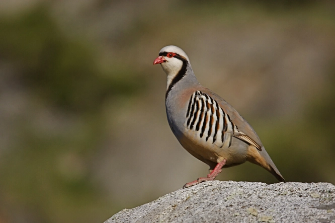 chukar partridge