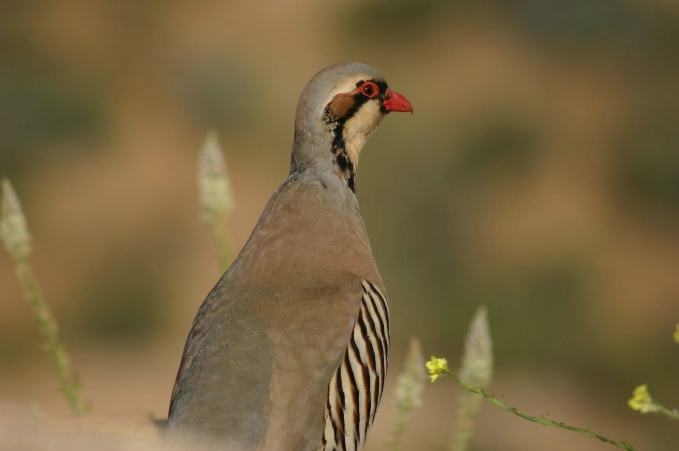 raising chukar
