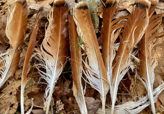 is it illegal to own a hawk feather is it illegal to own a hawk feather