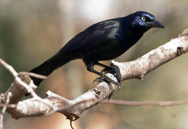 how to get rid of grackles