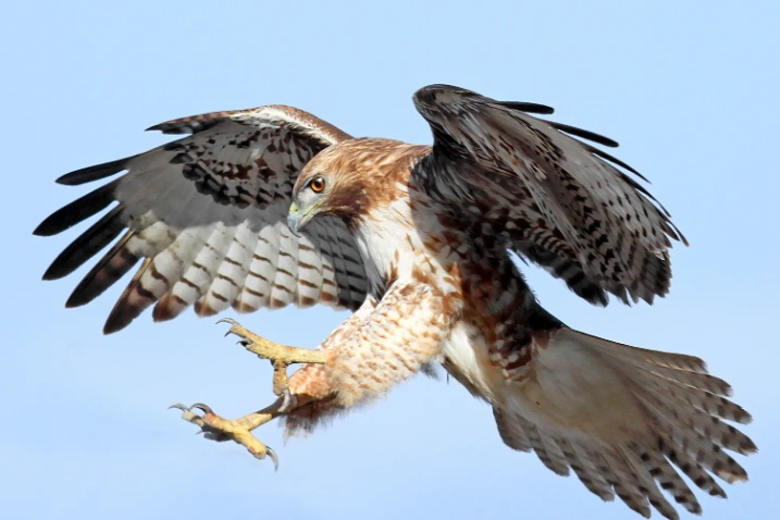 identify Red-tailed Hawk