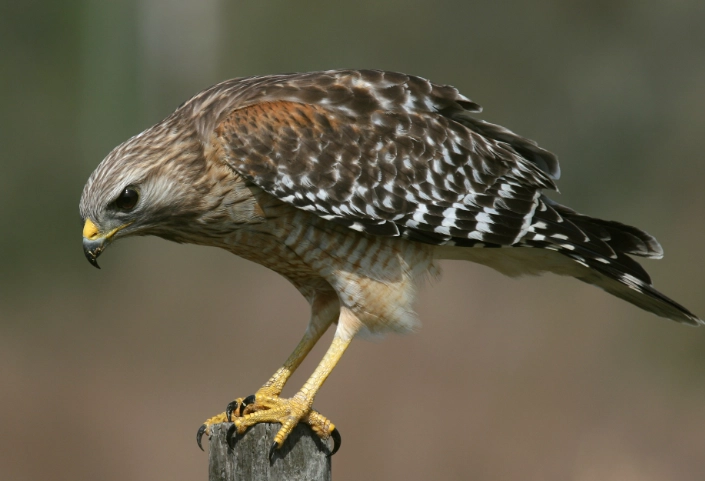 Red-shouldered Hawk call