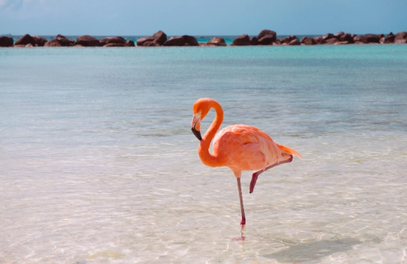 flamingo habitat