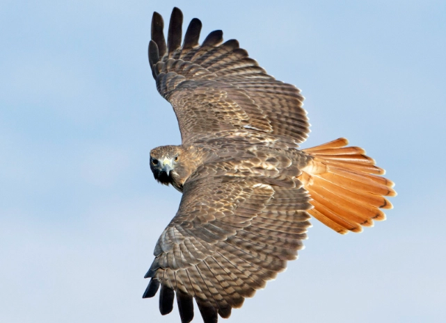 identify Red-tailed Hawk