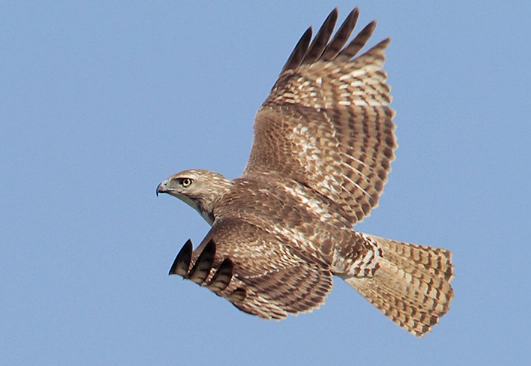 red-tailed hawk sightings