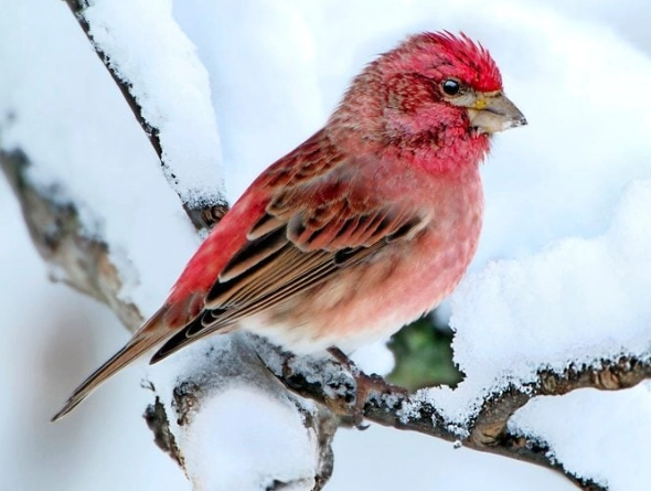 Purple Finch identification