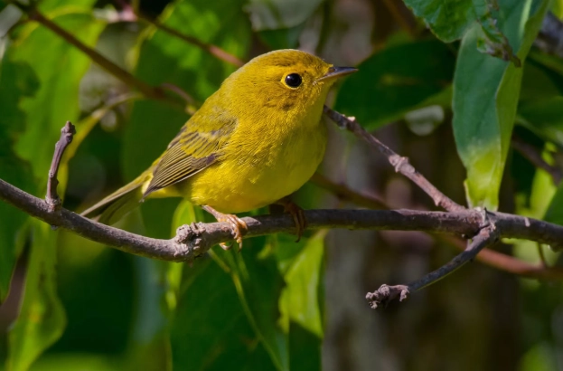 Wilson's warbler song Wilson's warbler song