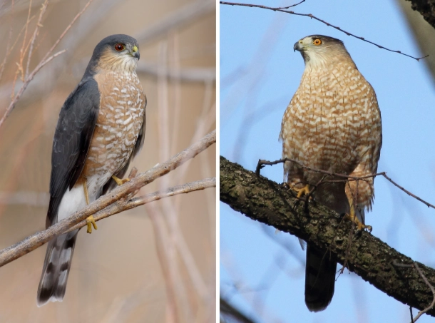 sharp shinned hawk vs cooper's hawk