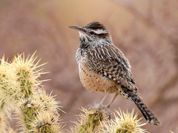 cactus wren facts