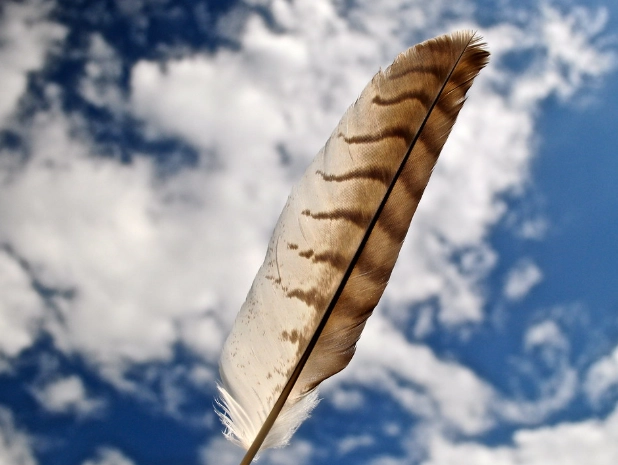 red-tailed hawk feather identification red-tailed hawk feather identification