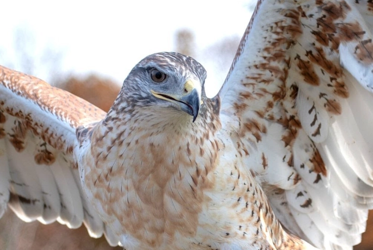 red tailed hawk screech red tailed hawk screech