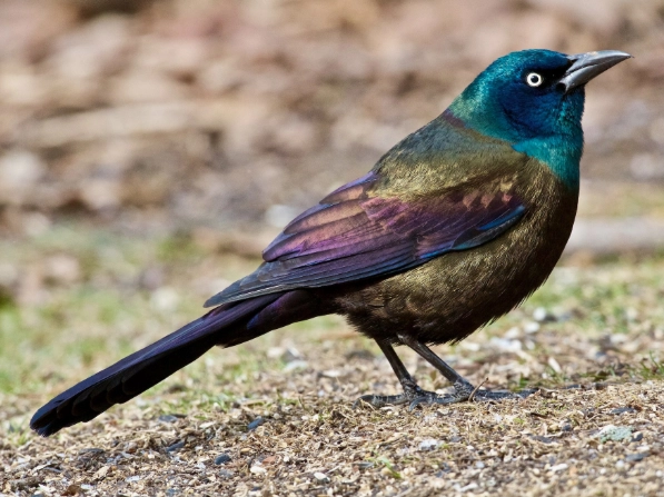 how to get rid of grackles