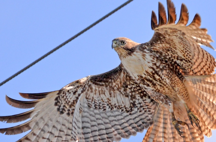 is it illegal to own a hawk feather is it illegal to own a hawk feather