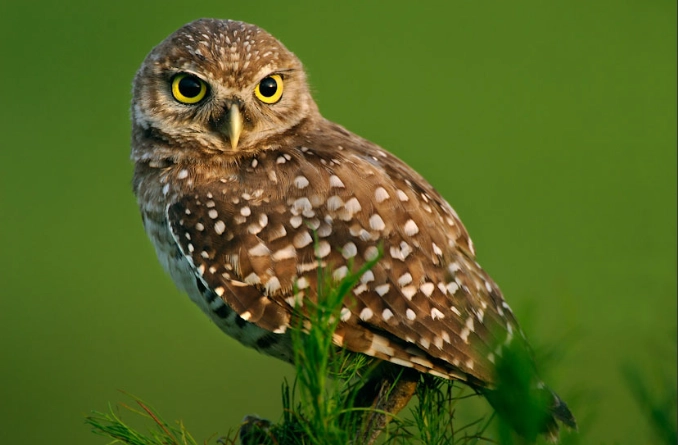 burrowing owl habitat