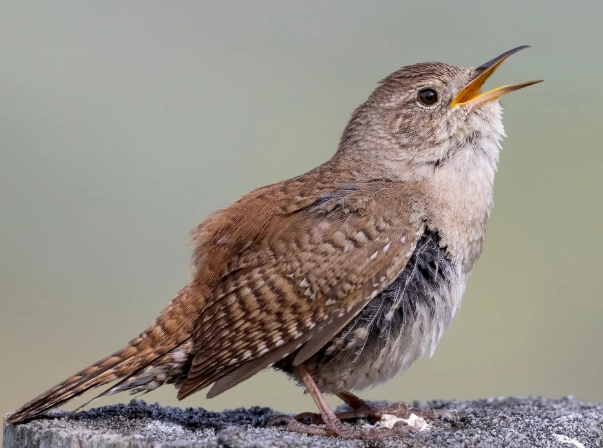 house wren bird