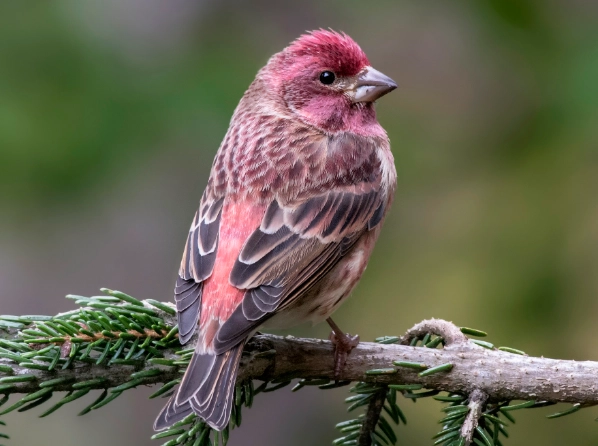 Purple Finch vs House Finch