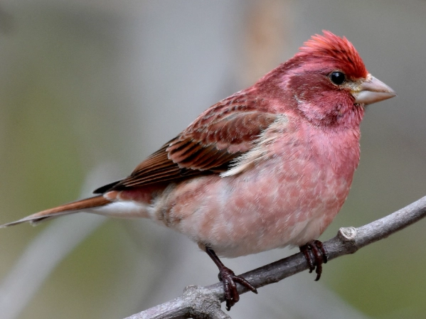 how to attract Purple Finches
