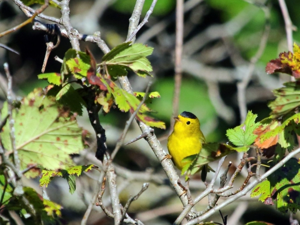 Wilson's warbler habitat Wilson's warbler habitat