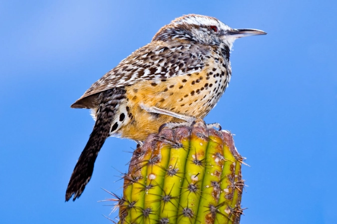 cactus wren nest