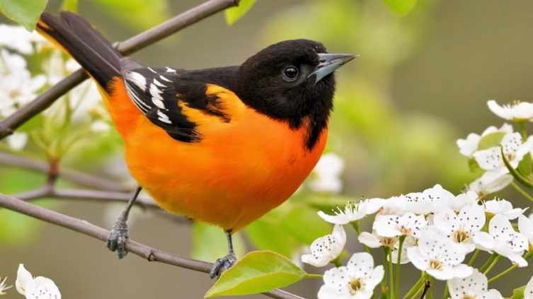 attract Baltimore Orioles