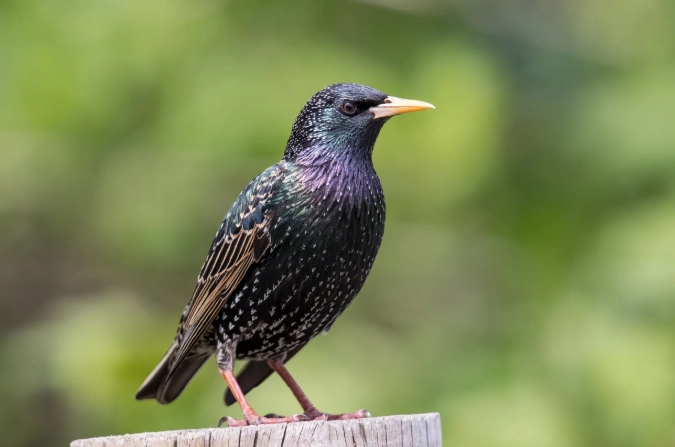 European starling control