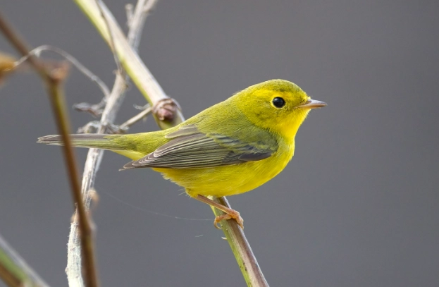 Wilson's warbler habitat Wilson's warbler habitat