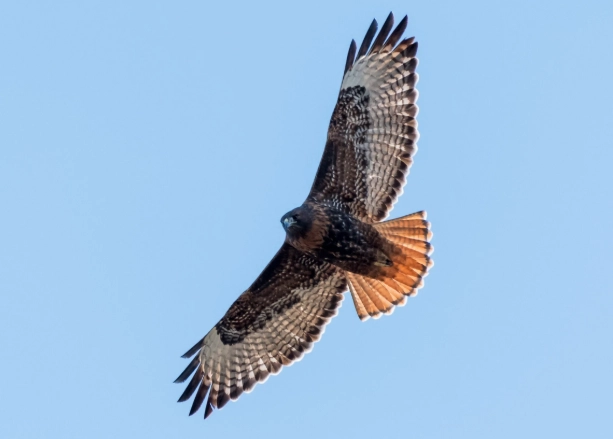 red-tailed hawk sightings