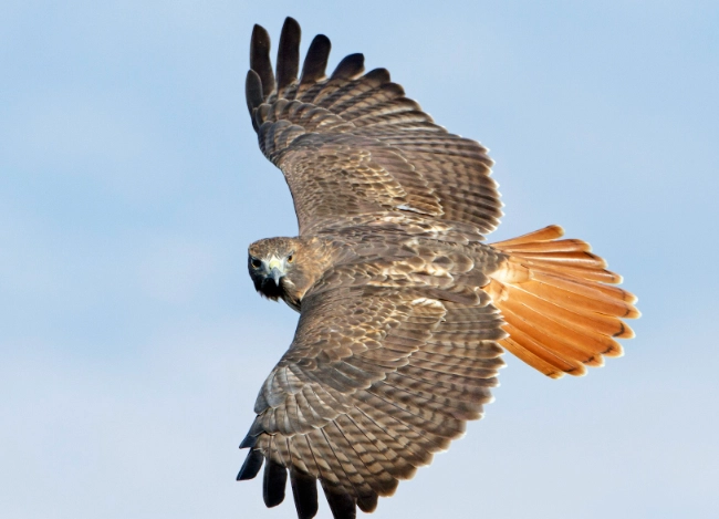 how rare is a red-tailed hawk