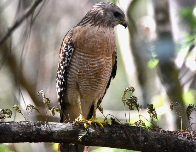 Red-shouldered Hawk