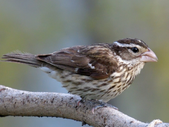 how to attract rose breasted grosbeak