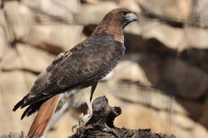 Red-tailed Hawk