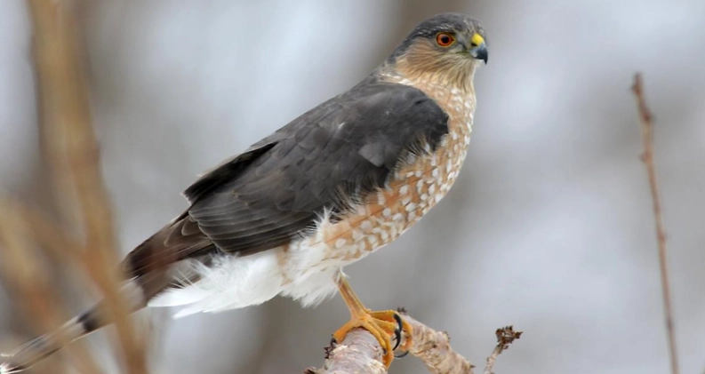 sharp shinned hawk identification