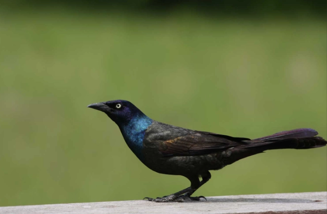 grackle bird