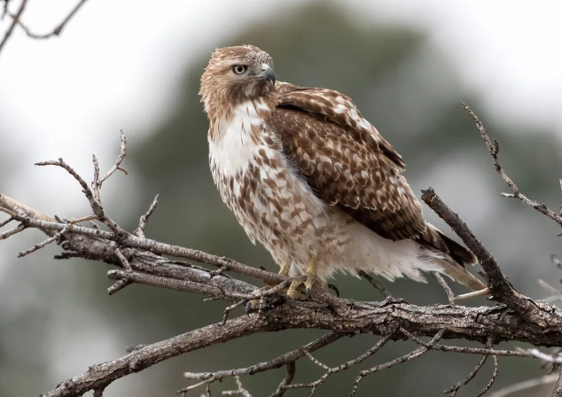 how to identify a young red-tailed hawk