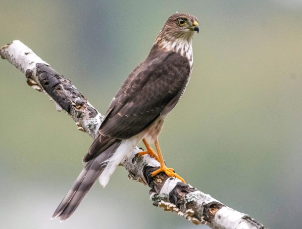 sharp shinned hawk identification