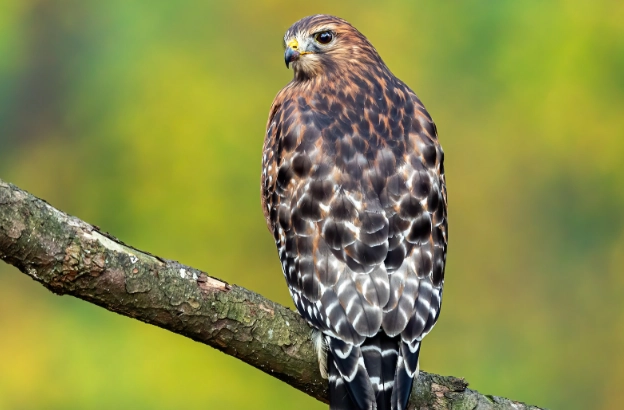 Red-shouldered Hawk call